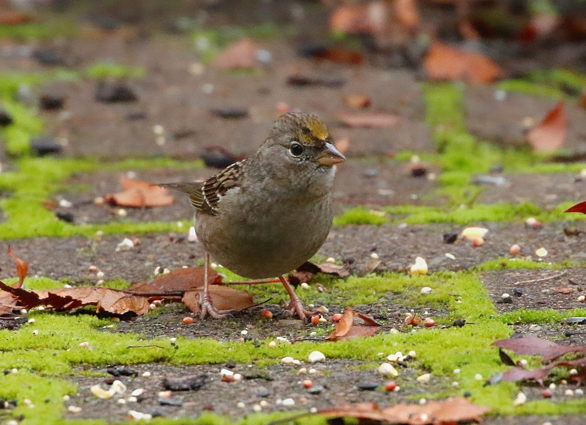 Golden-crowned Sparrow - ML385360011