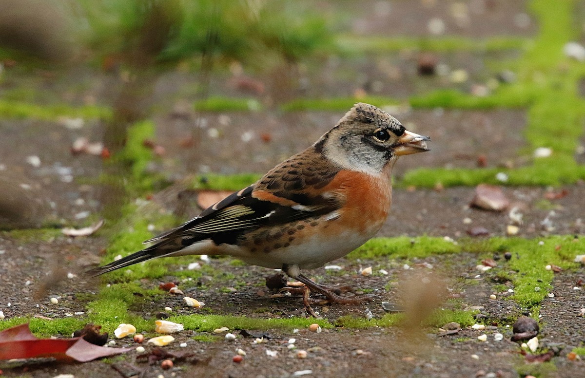 Brambling - ML385361131