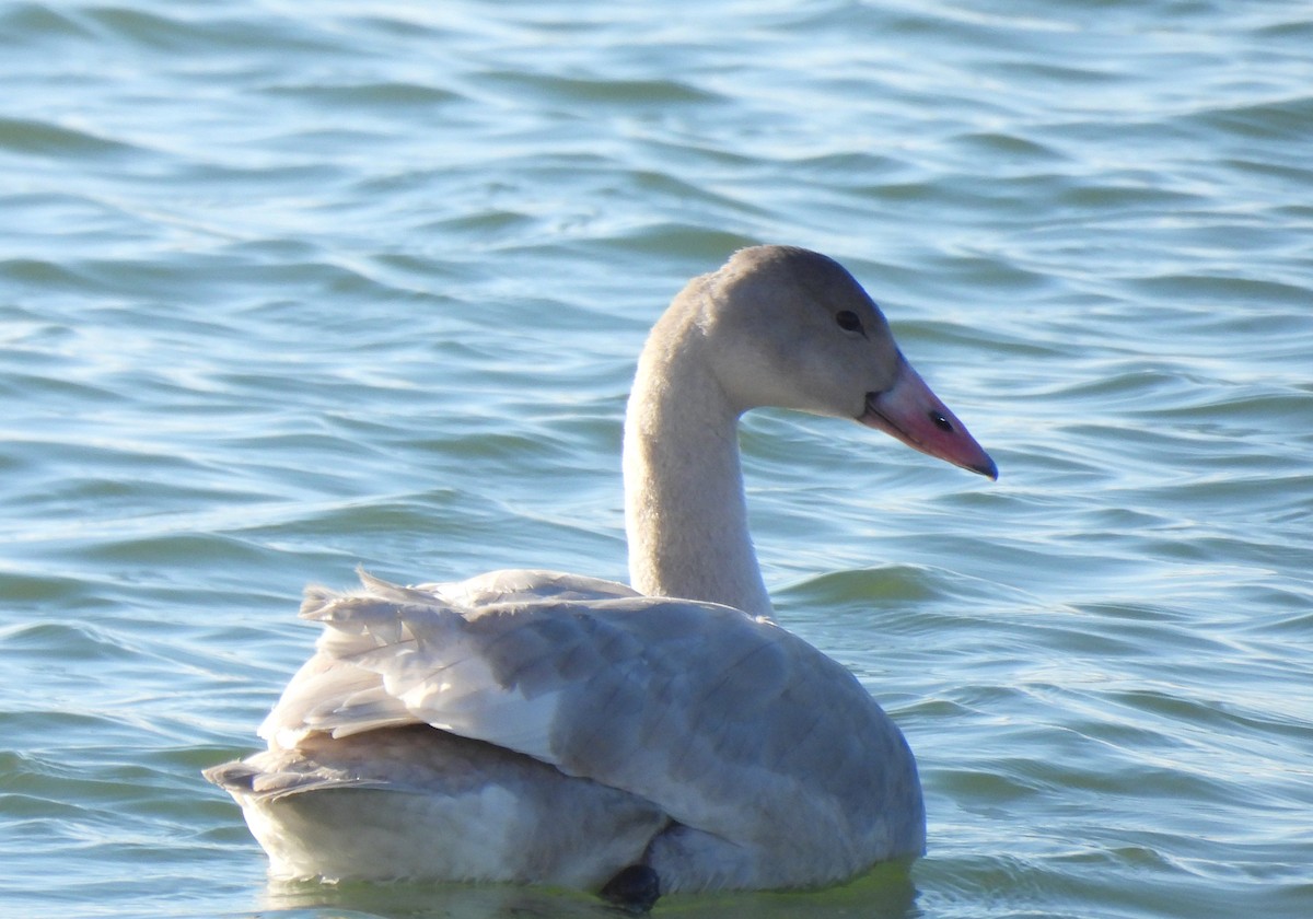 Tundra Swan - ML385361181