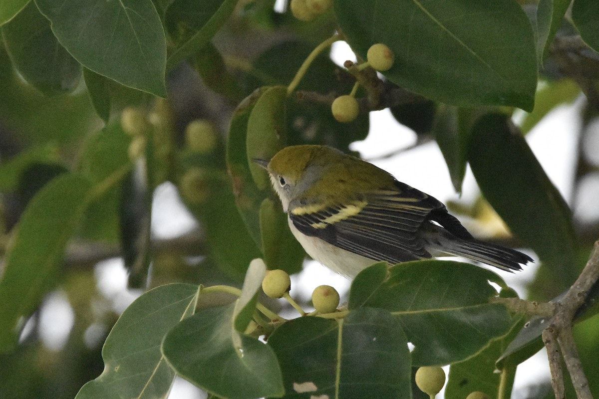 Chestnut-sided Warbler - ML385361891