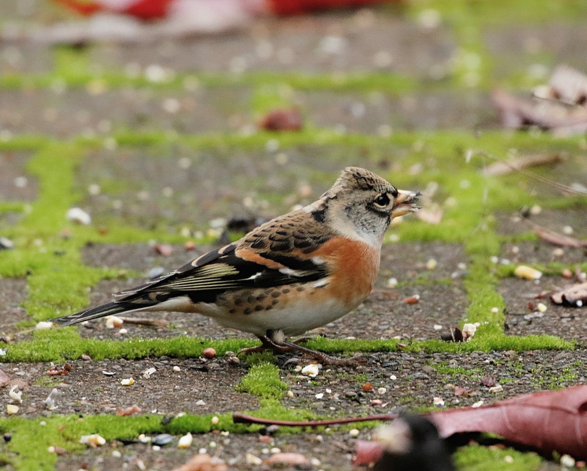 Brambling - ML385363221