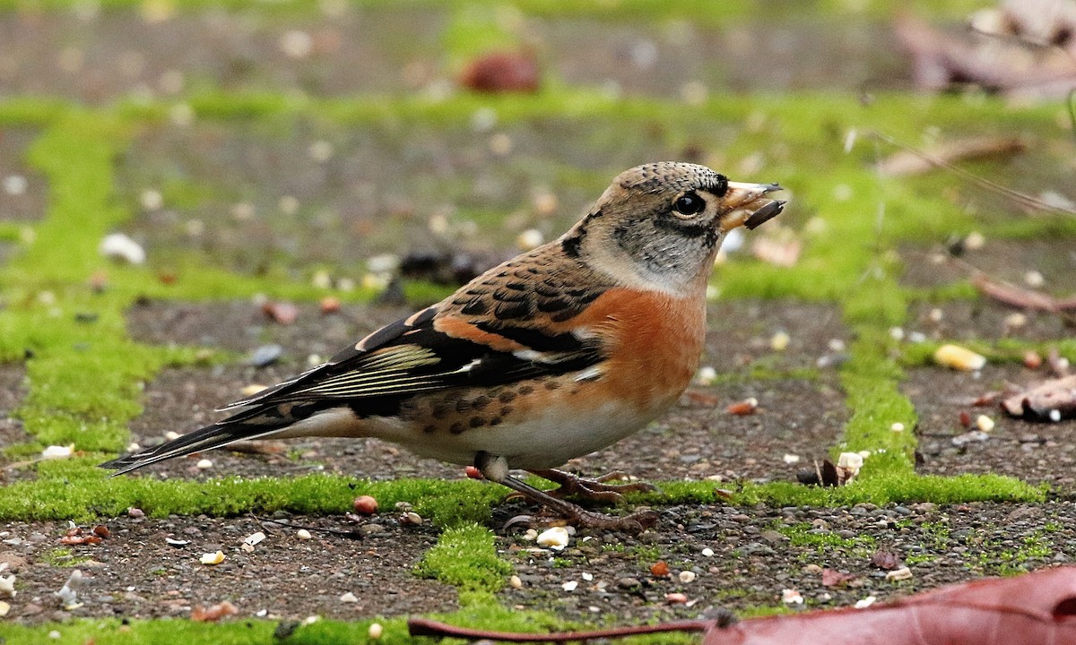 Brambling - ML385363941