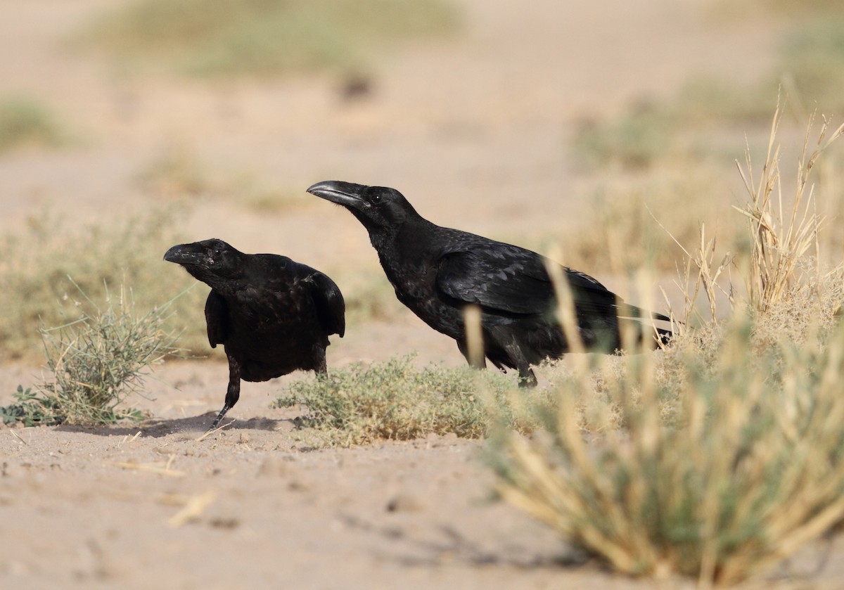 Common Raven - ML385364271