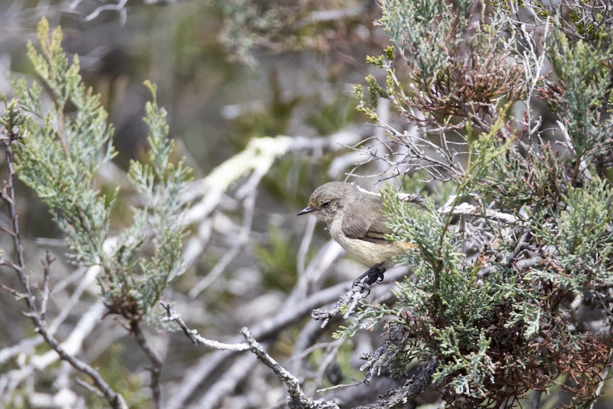 Buff-rumped Thornbill - ML385365041