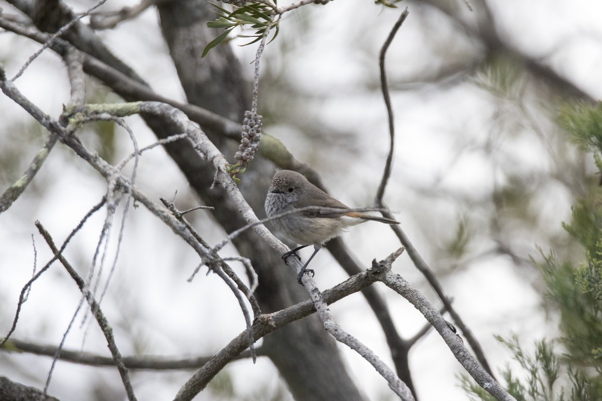 Inland Thornbill - ML385365441