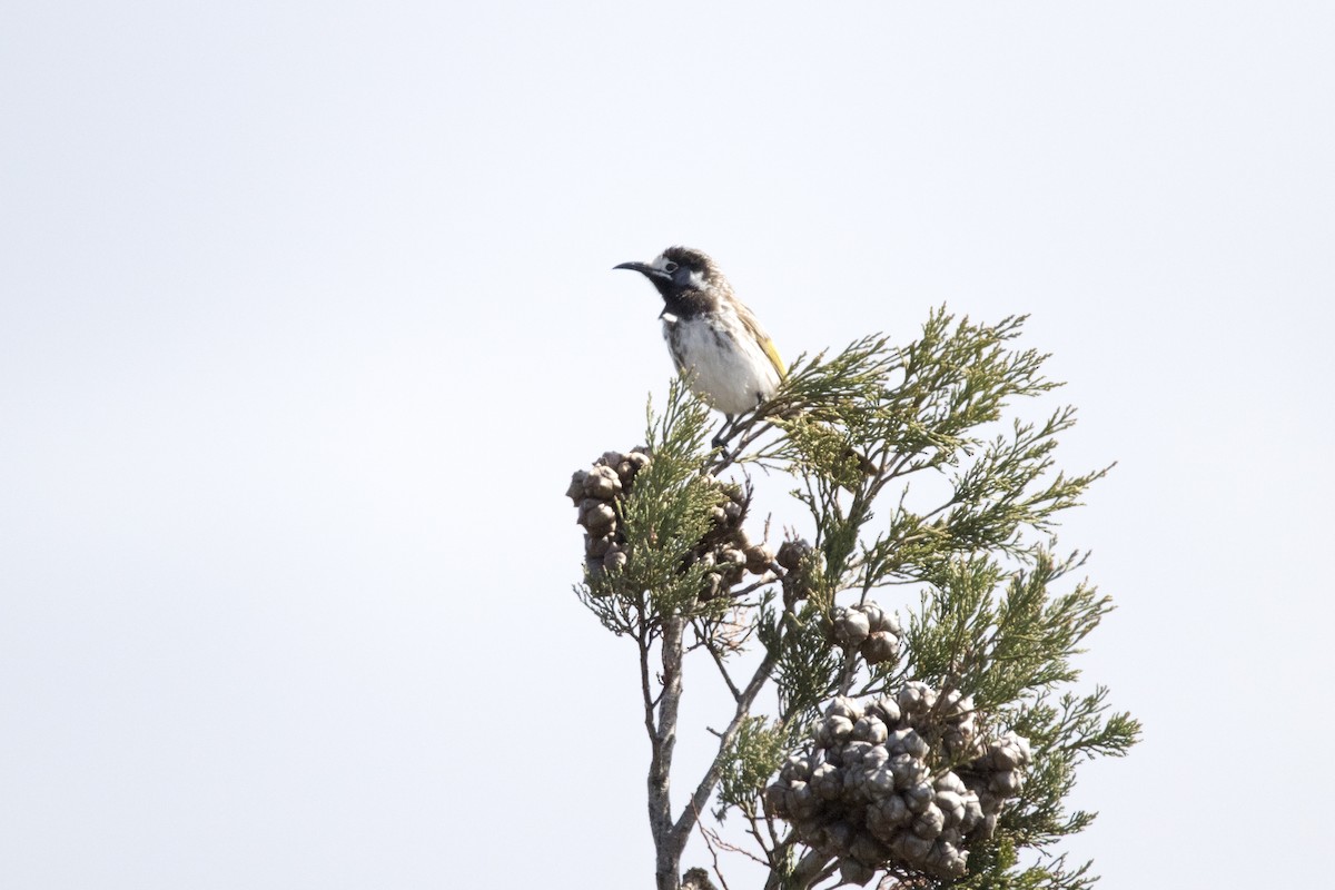 White-fronted Honeyeater - ML385365521