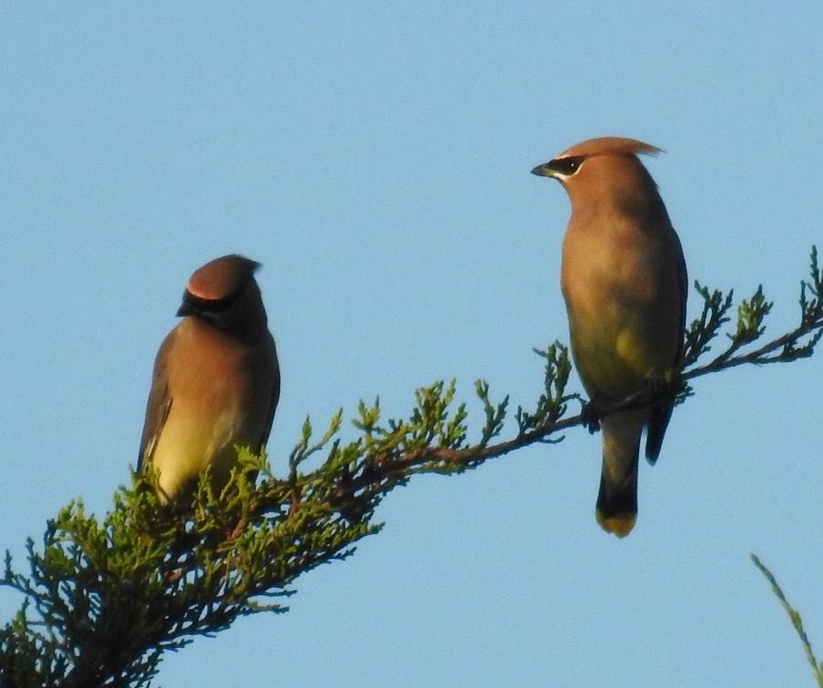 Cedar Waxwing - ML38536601