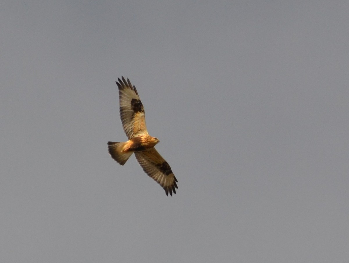 Rough-legged Hawk - ML385366061