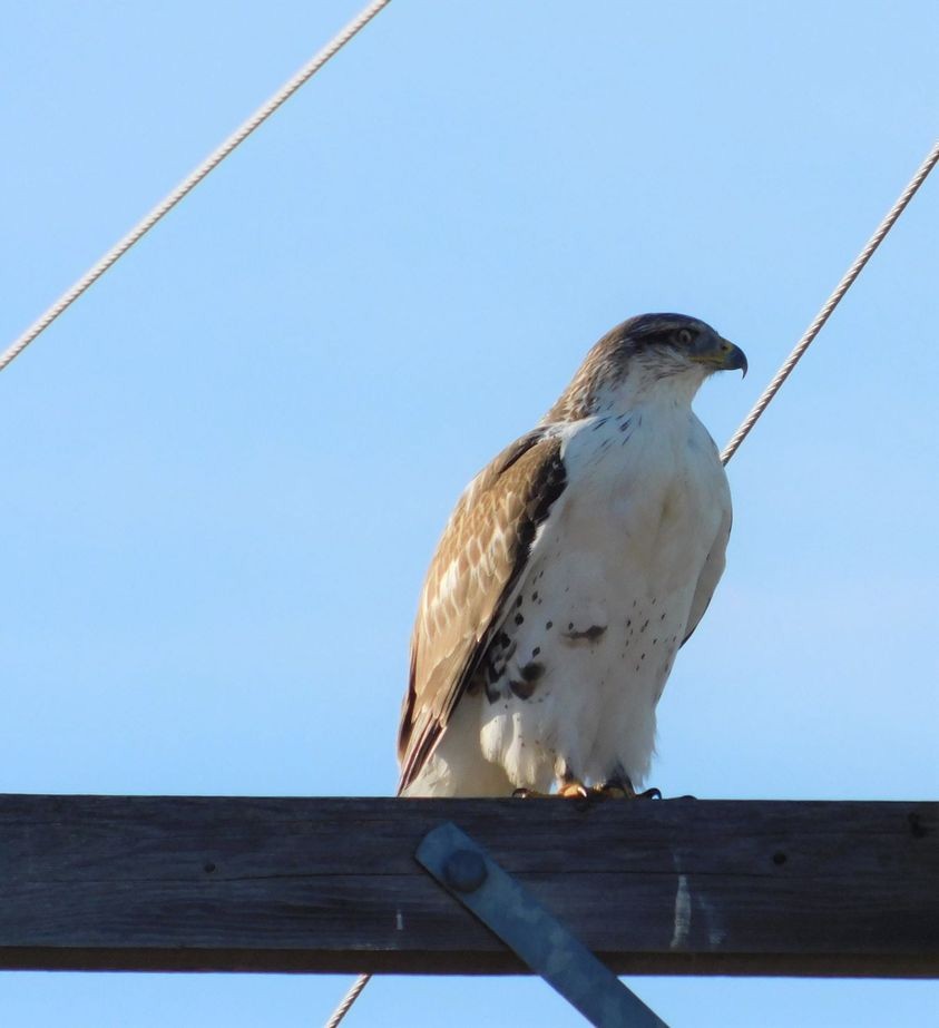 Ferruginous Hawk - ML385367251