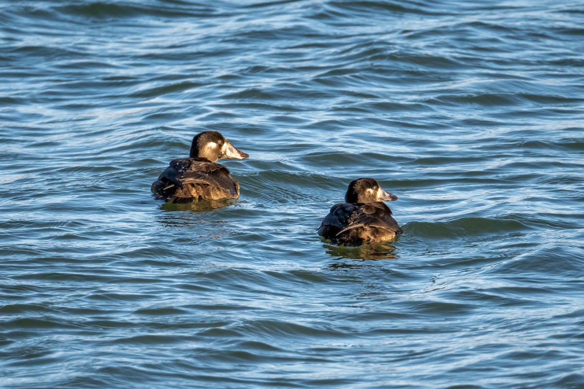 Surf Scoter - ML385367281