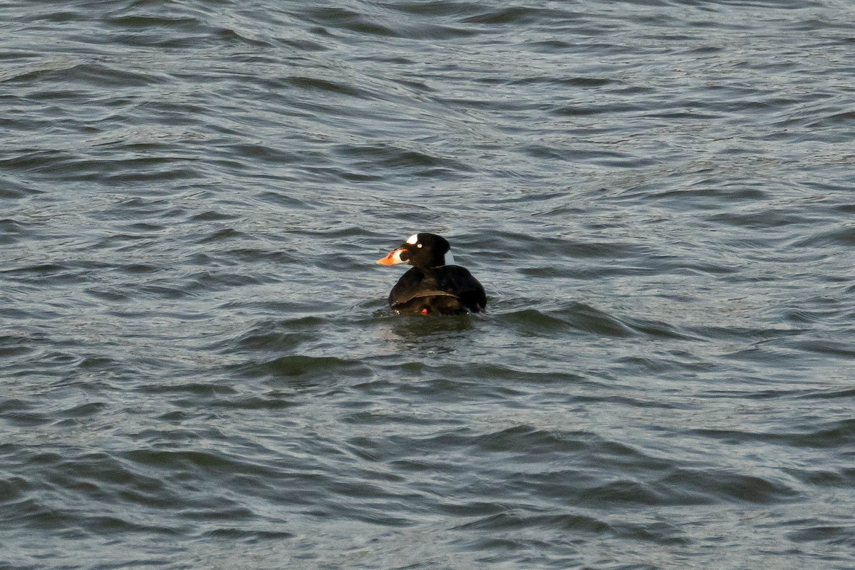 Surf Scoter - ML385367291