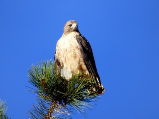Red-tailed Hawk - ML38536841