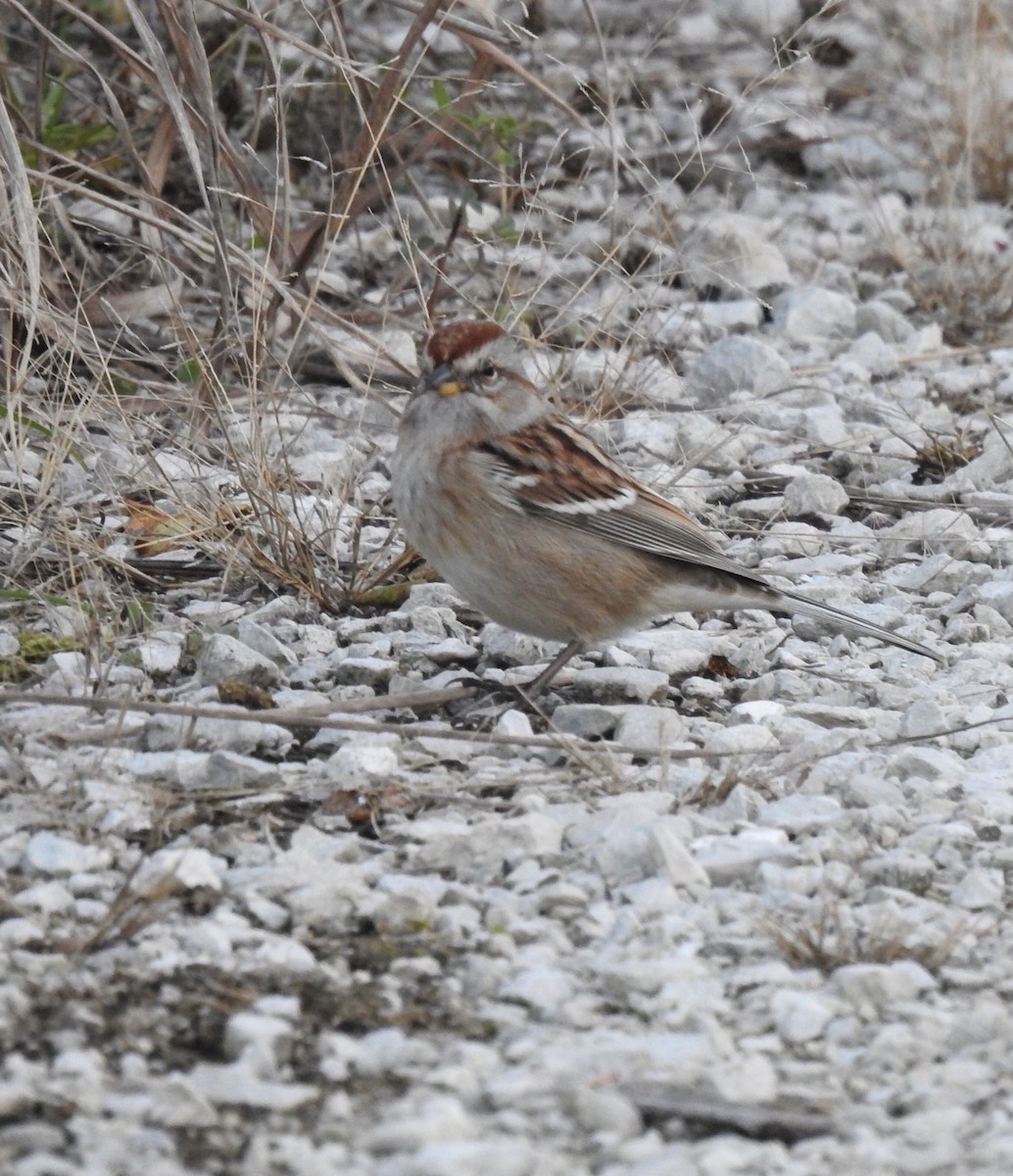 American Tree Sparrow - ML385368561