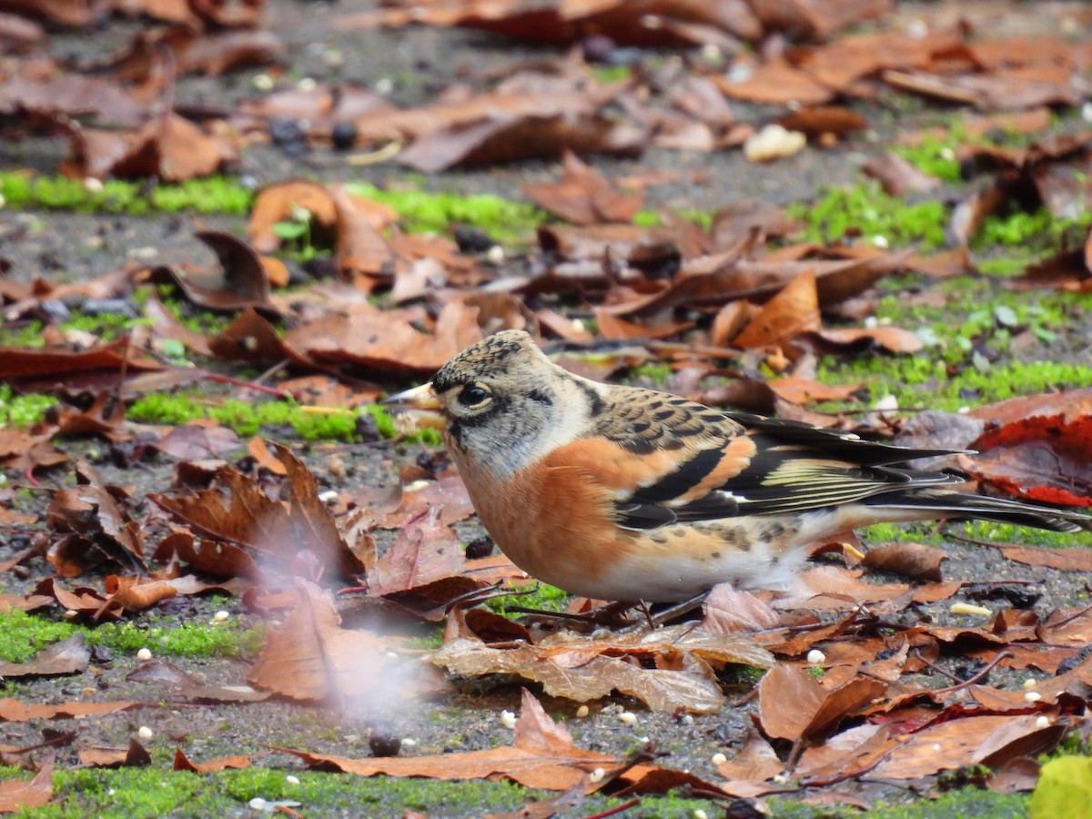 Brambling - ML385370731