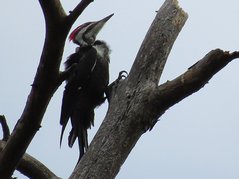 Pileated Woodpecker - ML38537121