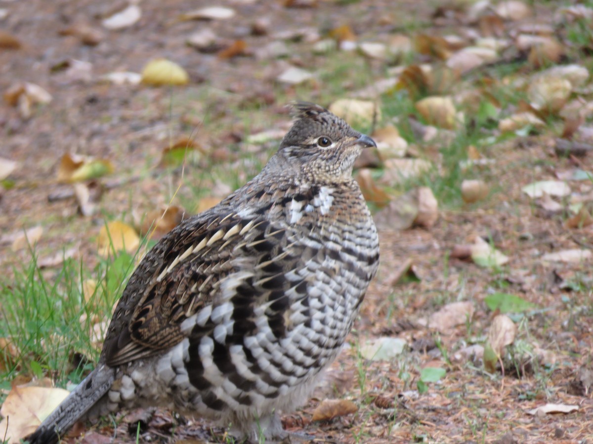 Ruffed Grouse - ML385371591