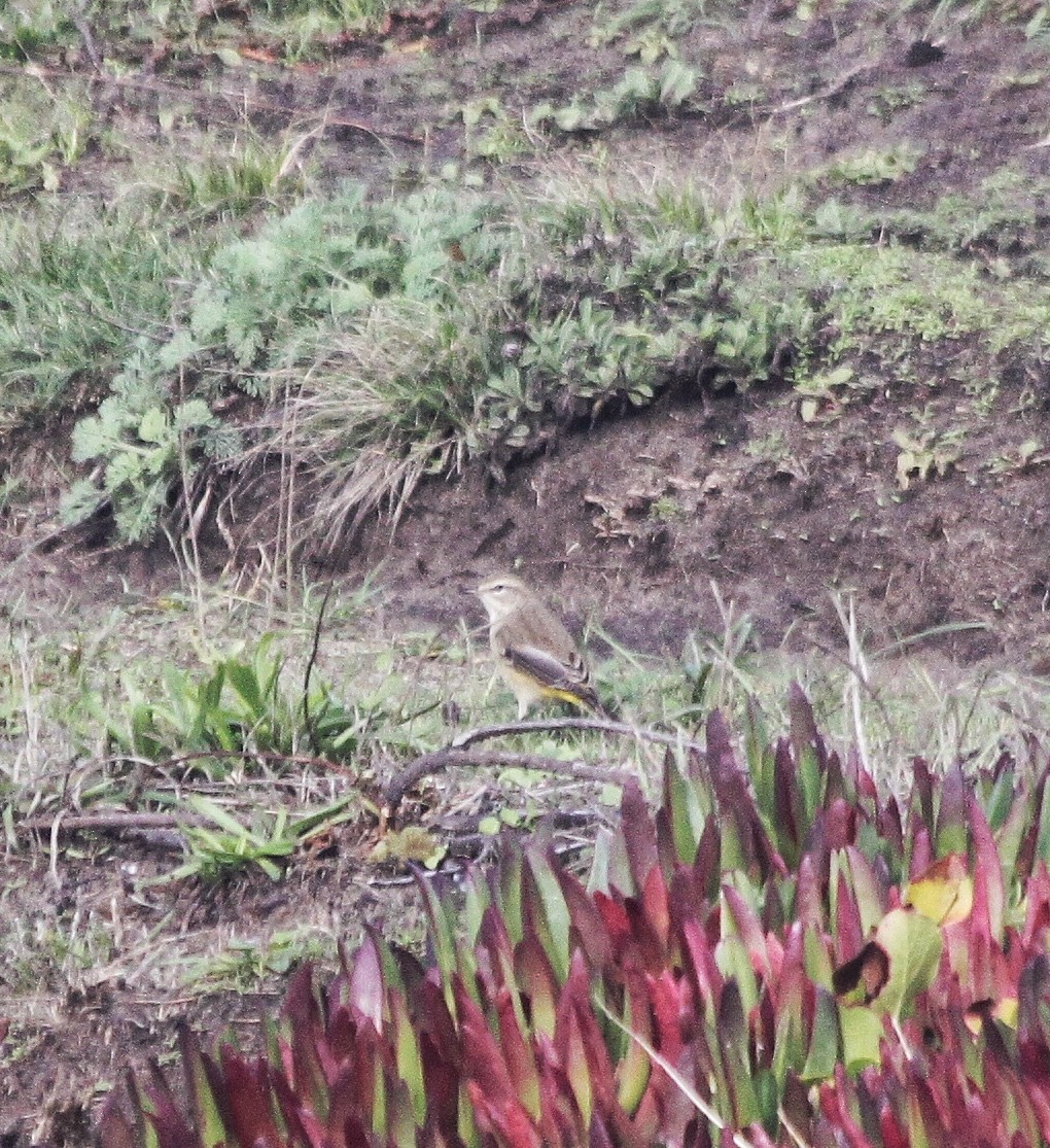 Palm Warbler - ML385374571
