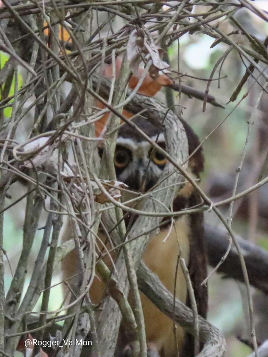 Spectacled Owl - ML385378631