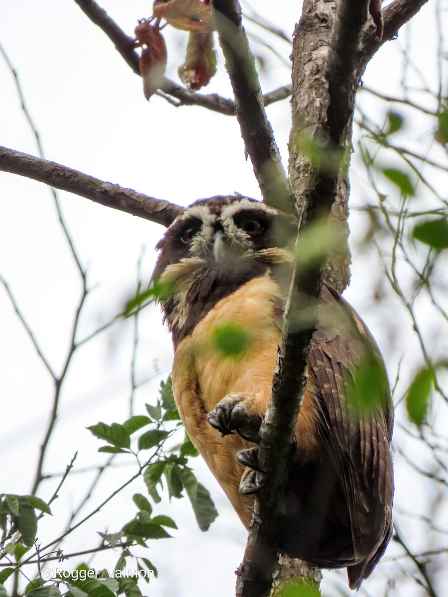 Spectacled Owl - ML385378641