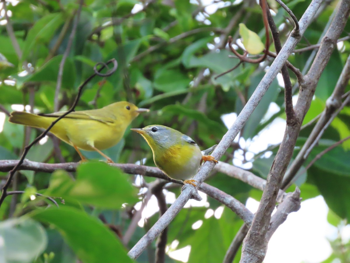 Northern Parula - ML385378921