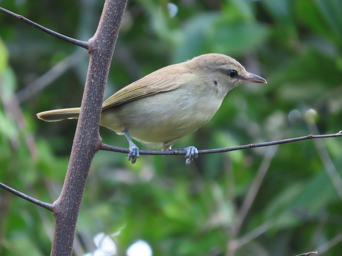 Yucatan Vireo - ML385379081