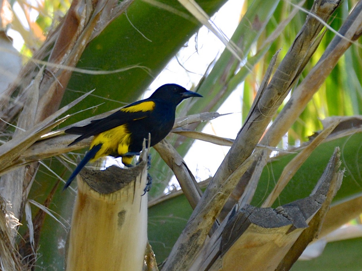 Hispaniolan Oriole - Alan Van Norman