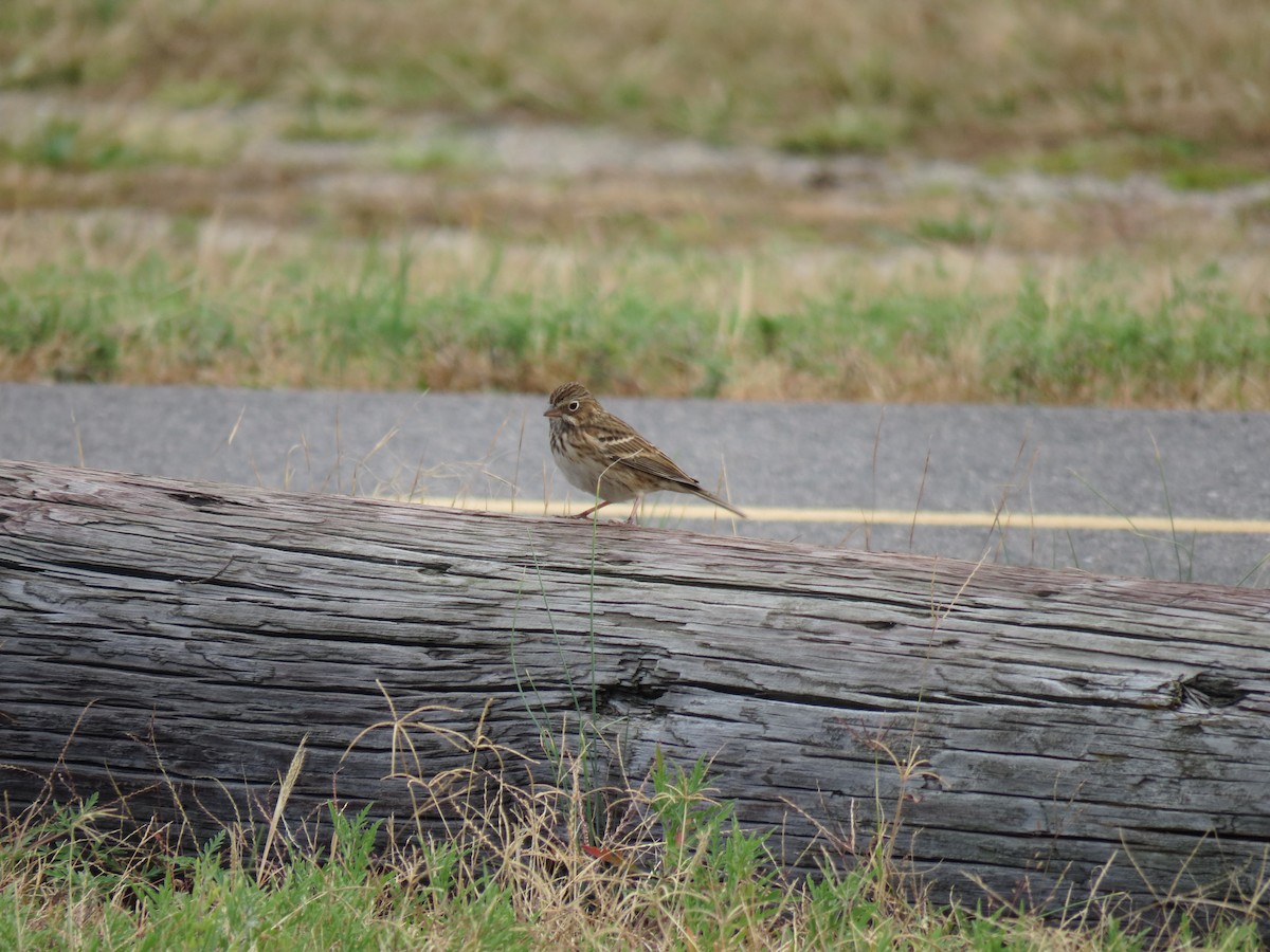 Vesper Sparrow - Maya Shikhman