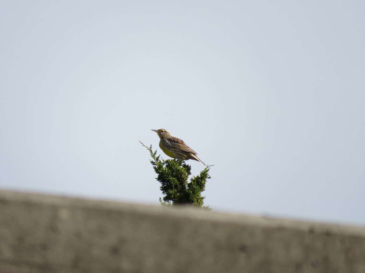 Eastern Meadowlark - ML385383311
