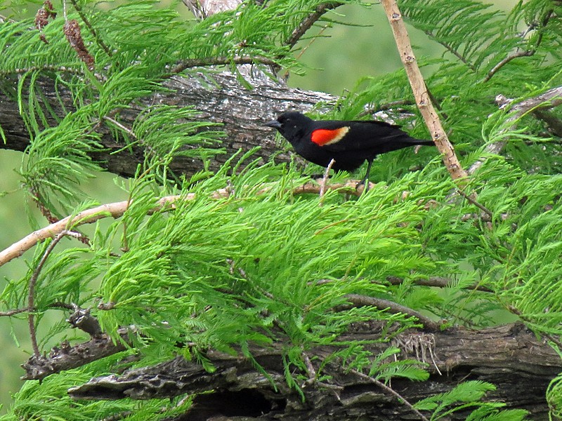 Red-winged Blackbird - ML38538361