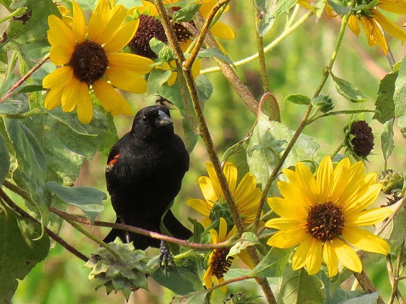 Red-winged Blackbird - ML38538381