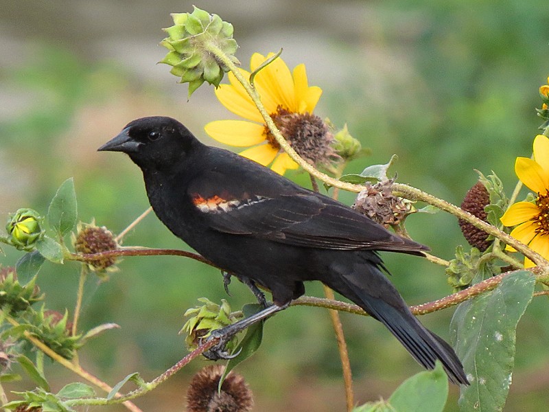 Red-winged Blackbird - ML38538391
