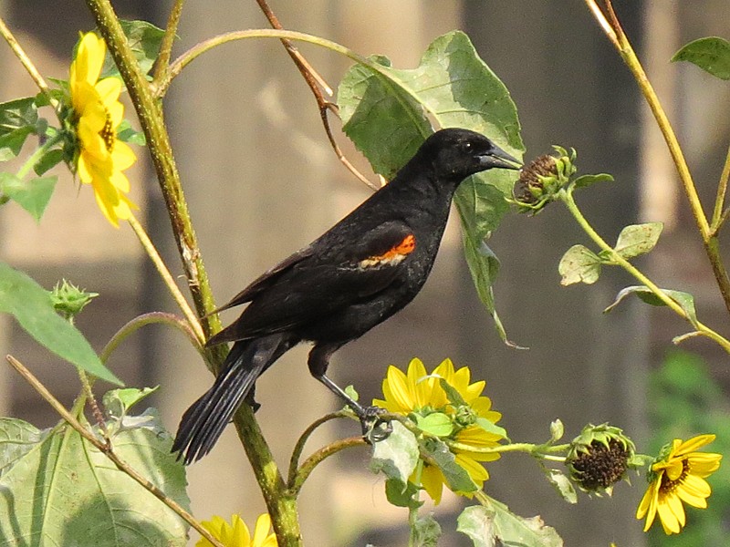 Red-winged Blackbird - ML38538421