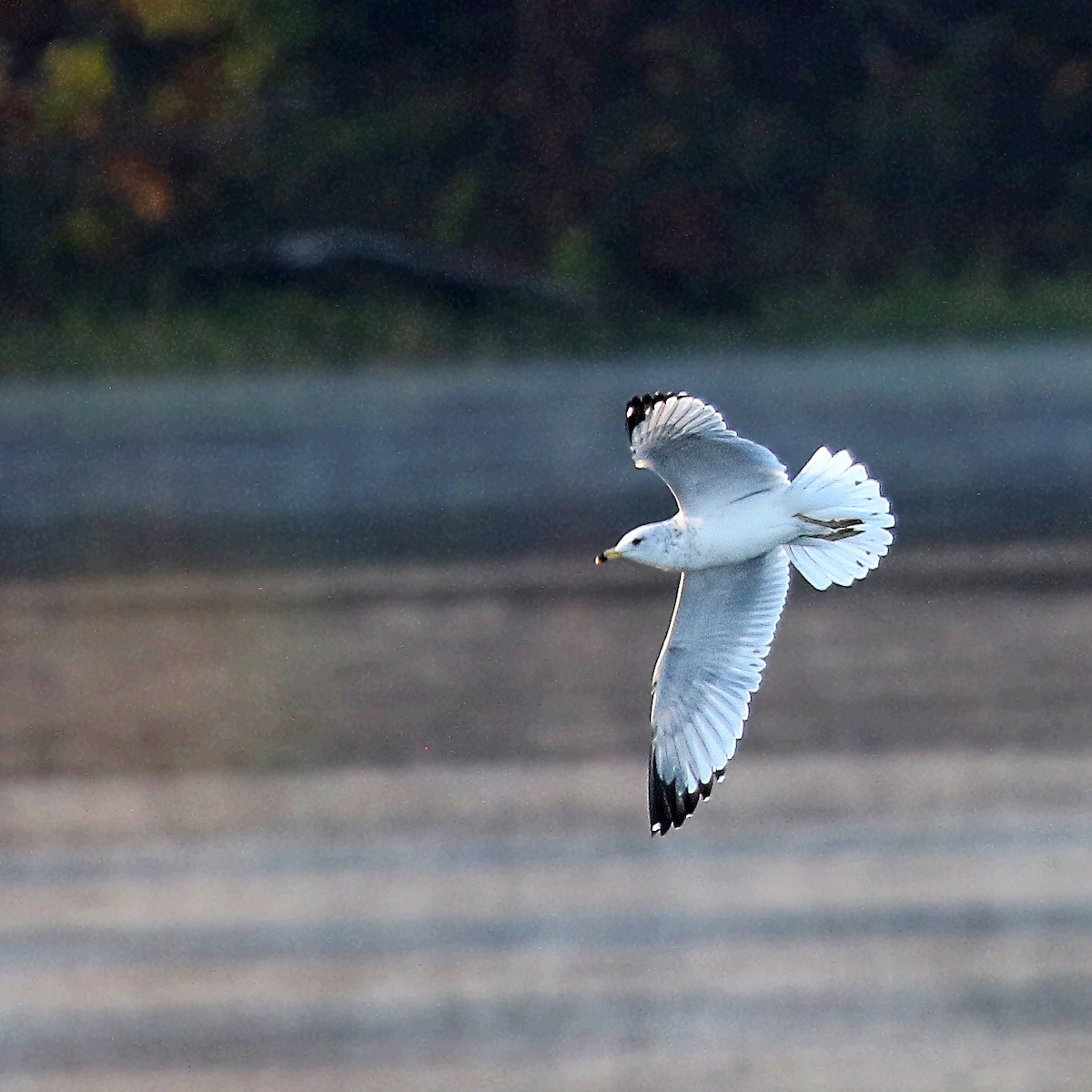 Ring-billed Gull - ML385384751