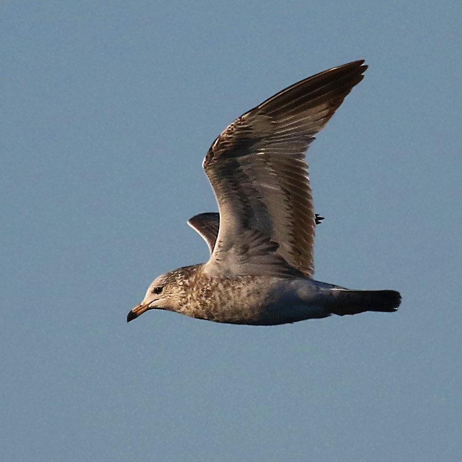 Ring-billed Gull - ML385384781