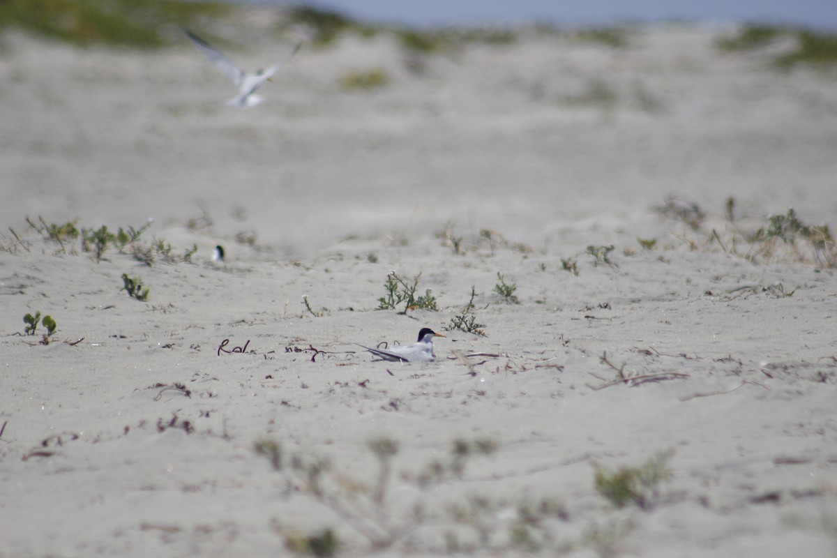 Least Tern - Sierra González