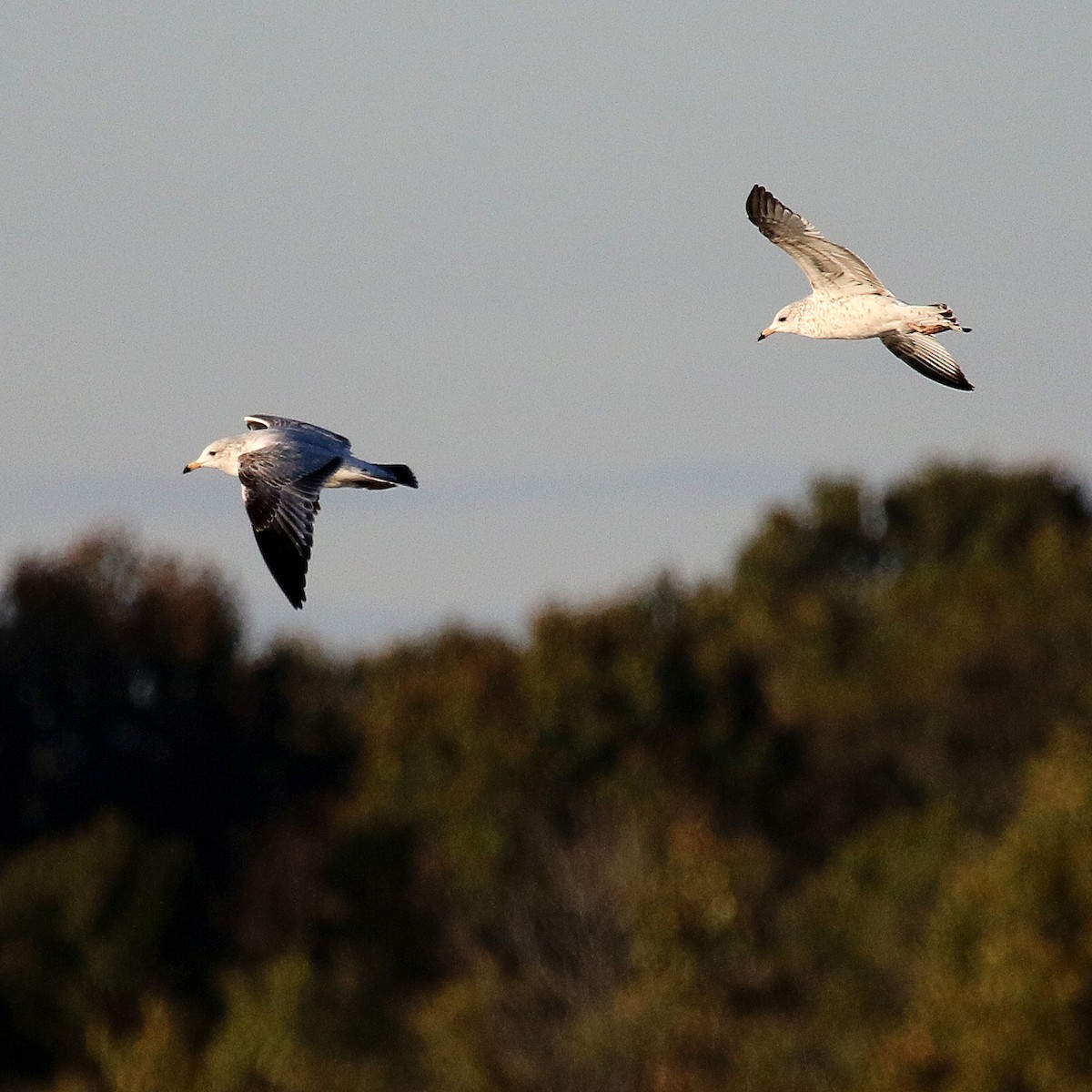 Ring-billed Gull - ML385384841