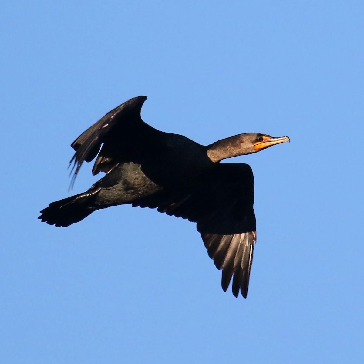 Double-crested Cormorant - ML385385001