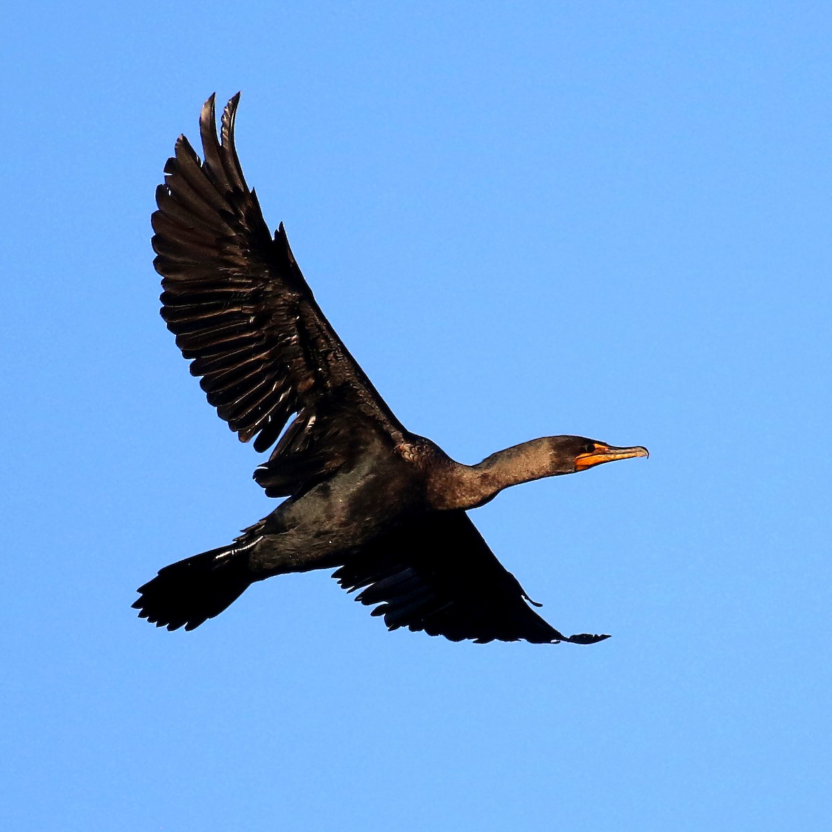 Double-crested Cormorant - ML385385061
