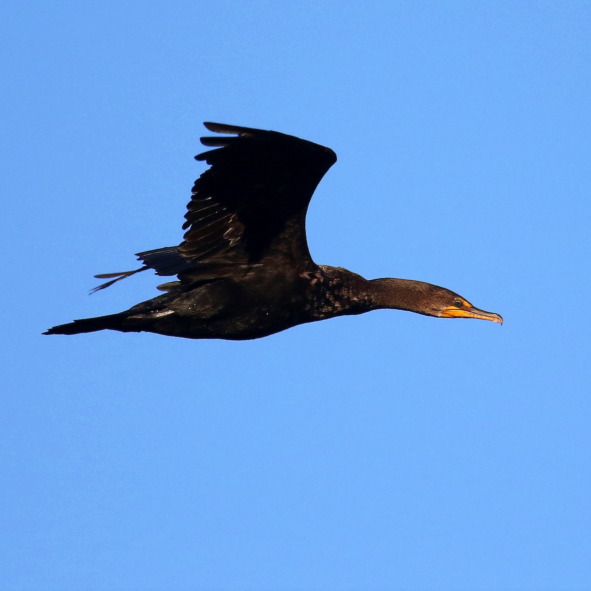 Double-crested Cormorant - ML385385111