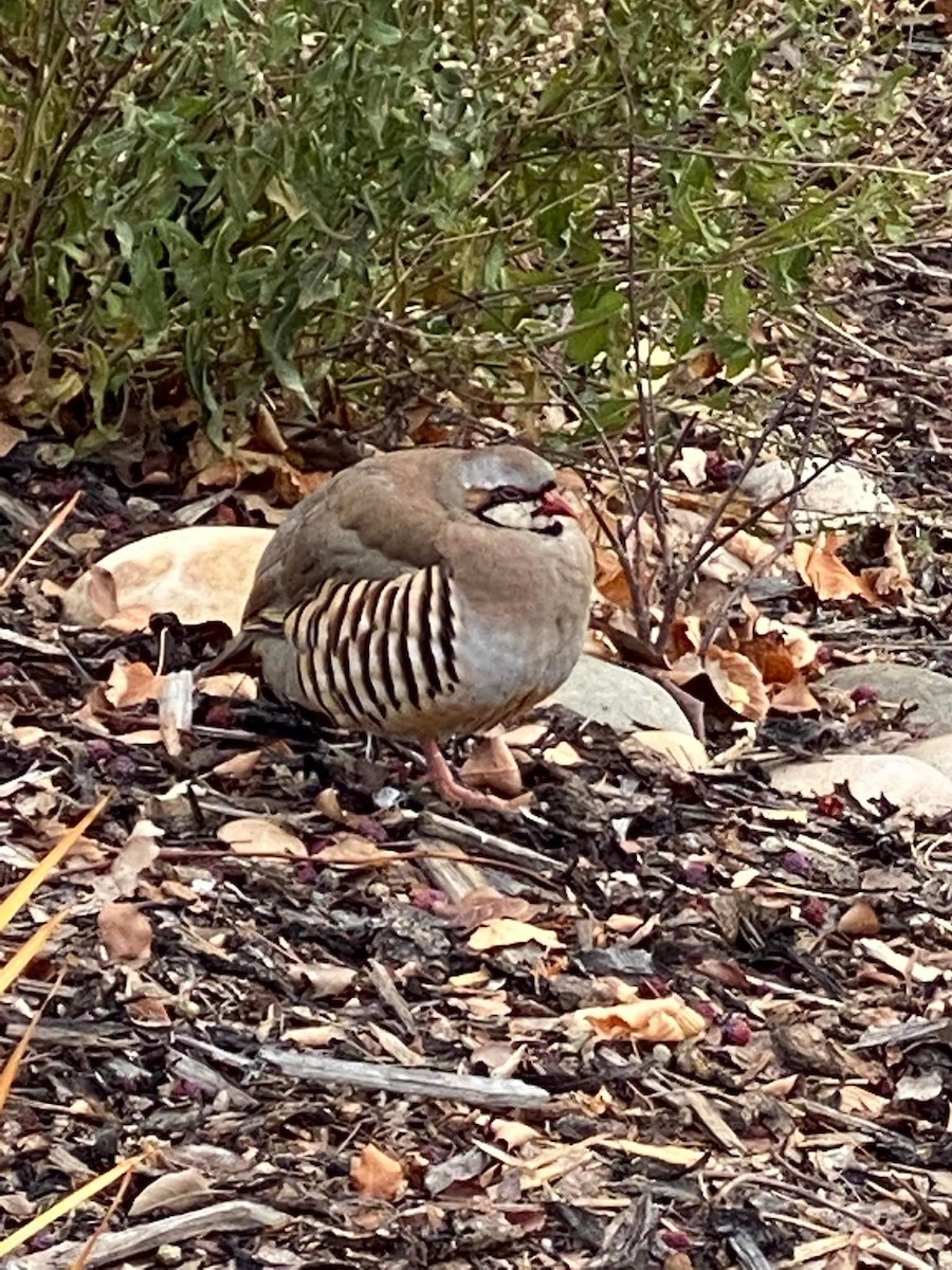 grouse sp. - ML385385121