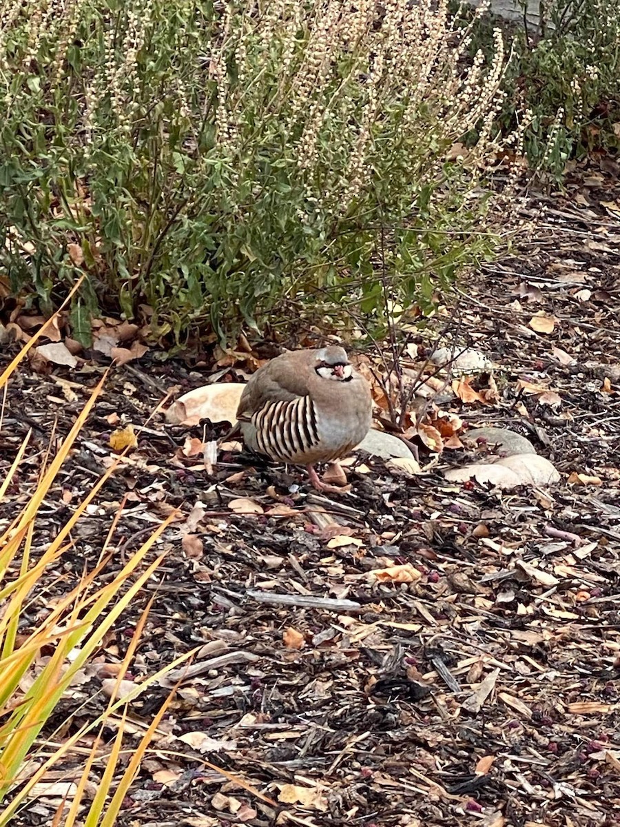 grouse sp. - ML385385131