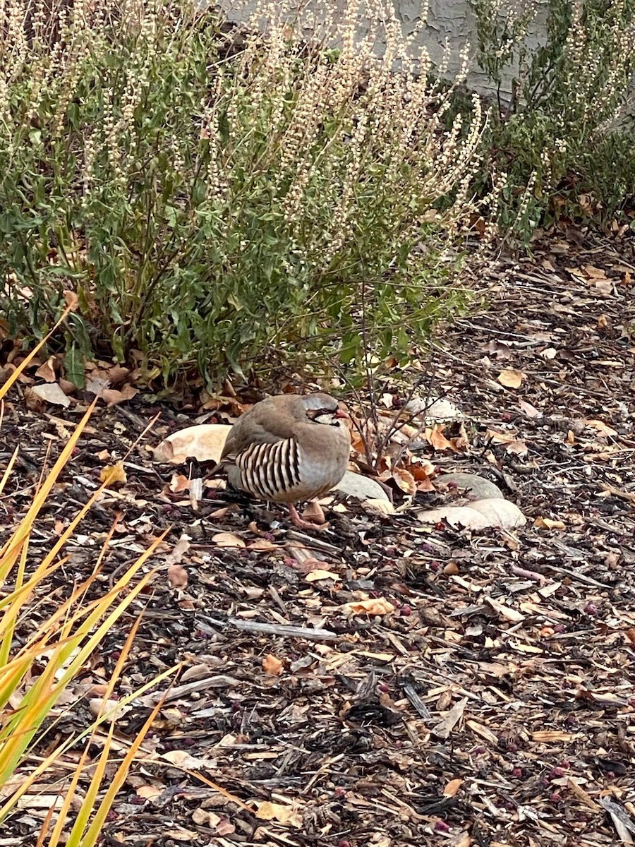 grouse sp. - Adam Nichols