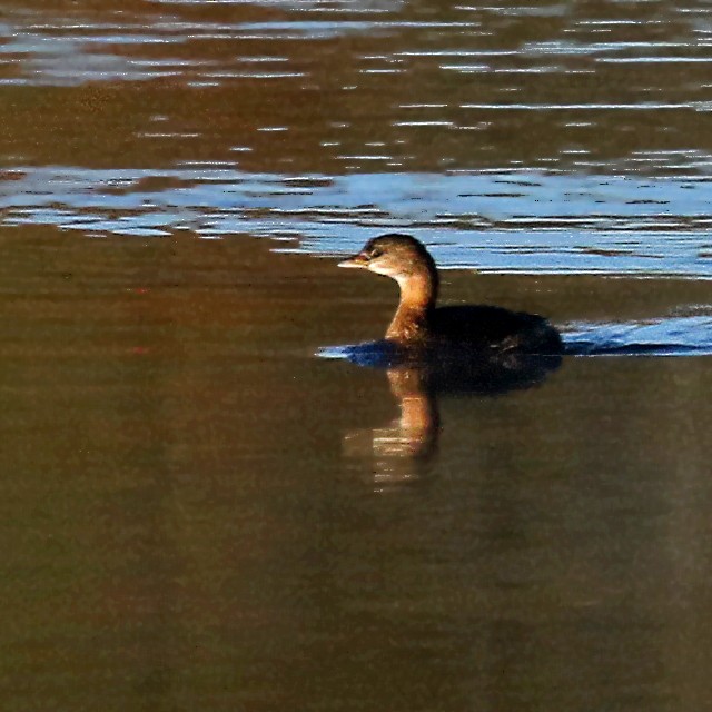Pied-billed Grebe - ML385386141