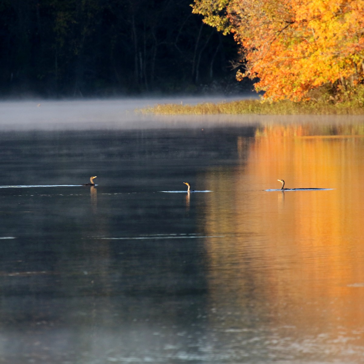 Double-crested Cormorant - ML385386291