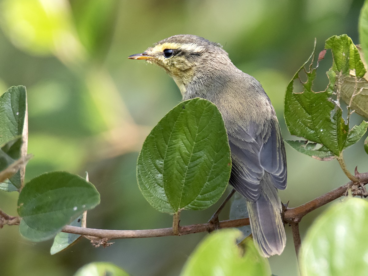 Himalajalaubsänger (affinis/perflavus) - ML385386301