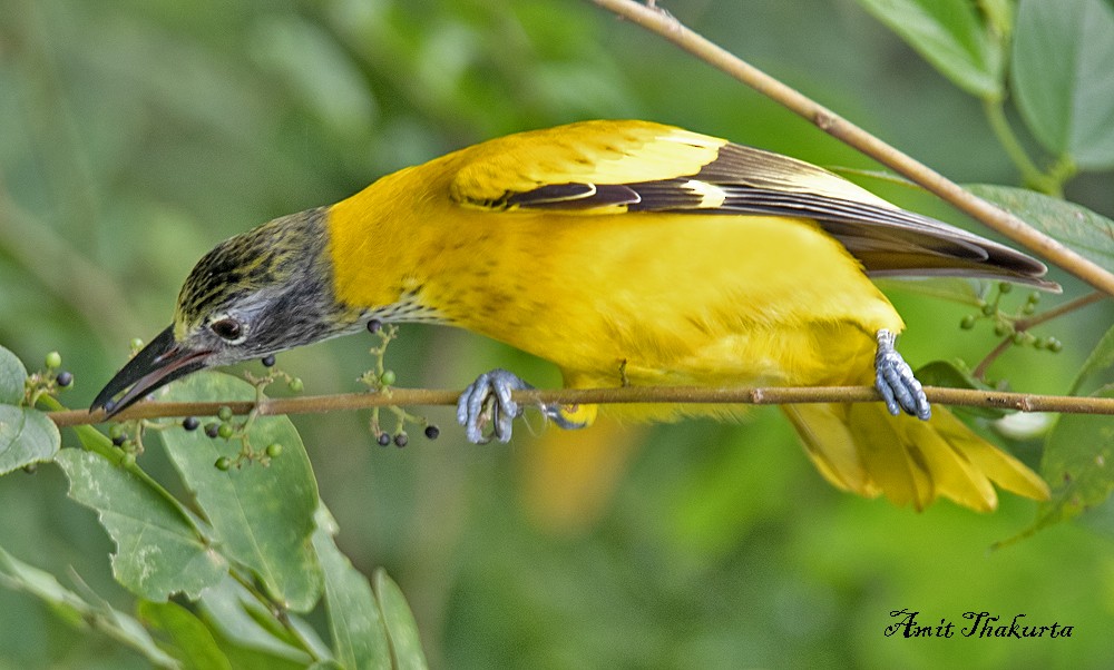 Black-hooded Oriole - ML385386791