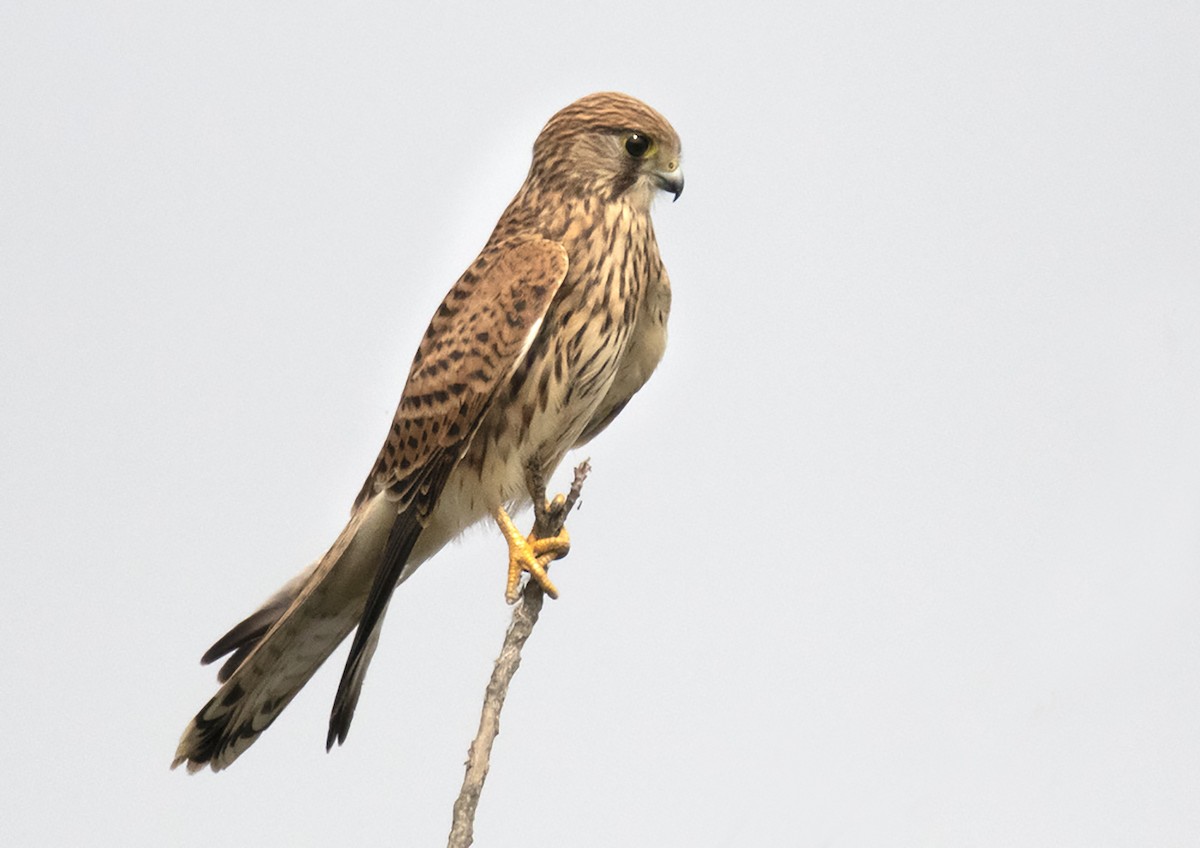 Eurasian Kestrel - ML385386911