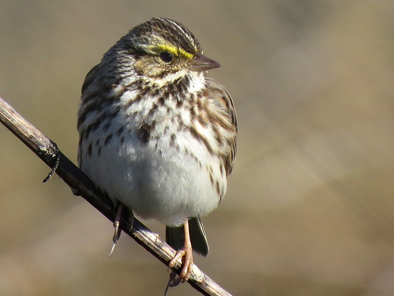 Savannah Sparrow - wendy wright