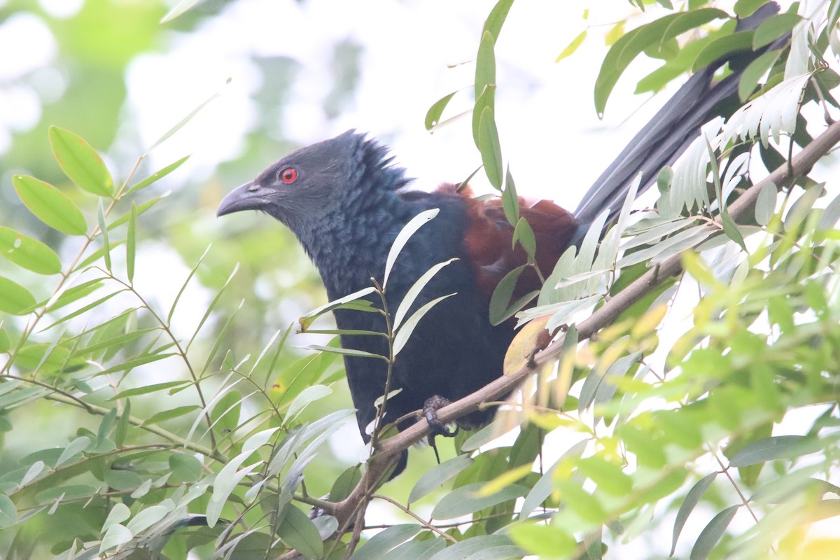 Greater Coucal - Ajay Sarvagnam