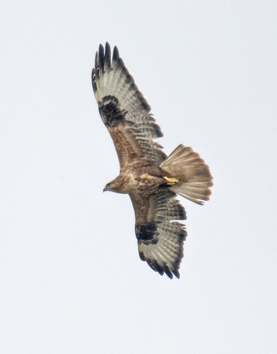 Long-legged Buzzard - Amit Thakurta